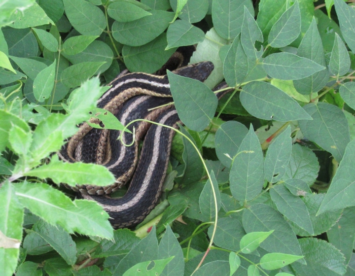 Eastern Garter Snake